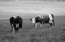les vaches de près Joly